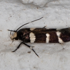 Limnaecia chionospila at Melba, ACT - 10 Nov 2021