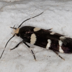 Limnaecia chionospila at Melba, ACT - 10 Nov 2021