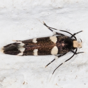 Limnaecia chionospila at Melba, ACT - 10 Nov 2021