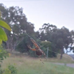 Araneinae (subfamily) (Orb weaver) at Goulburn, NSW - 27 Jan 2022 by Rixon