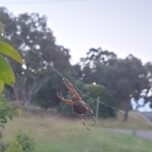 Araneinae (subfamily) at Goulburn, NSW - 27 Jan 2022 08:15 PM