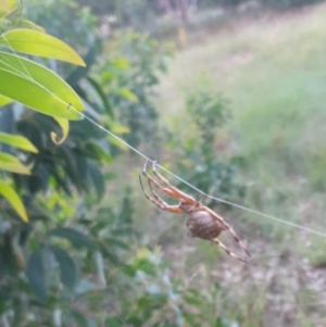 Araneinae (subfamily) at Goulburn, NSW - 27 Jan 2022 08:15 PM