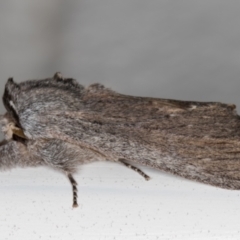 Destolmia lineata (Streaked Notodontid Moth) at Melba, ACT - 9 Nov 2021 by kasiaaus