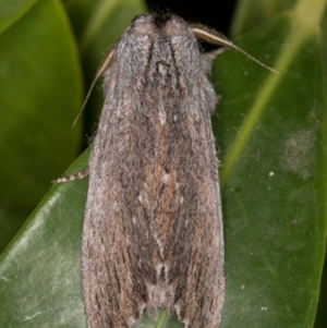 Destolmia lineata at Melba, ACT - 9 Nov 2021 11:57 PM