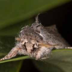 Destolmia lineata at Melba, ACT - 9 Nov 2021 11:57 PM