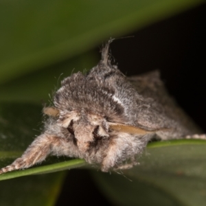 Destolmia lineata at Melba, ACT - 9 Nov 2021 11:57 PM