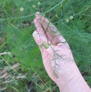 Asparagus officinalis at Goulburn, NSW - 27 Jan 2022