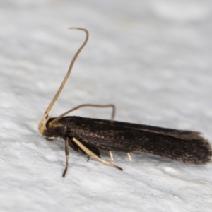 Lecithocera terrigena at Melba, ACT - 9 Nov 2021