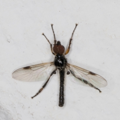 Dilophus sp. (genus) (A march fly) at Melba, ACT - 10 Nov 2021 by kasiaaus