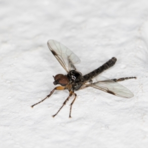 Dilophus sp. (genus) at Melba, ACT - 10 Nov 2021