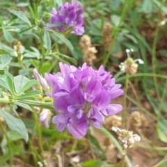 Medicago sativa (Lucerne, Alfalfa) at Goulburn, NSW - 25 Jan 2022 by Rixon