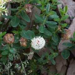 Pimelea ligustrina subsp. ciliata at Cotter River, ACT - 26 Jan 2022 by RAllen