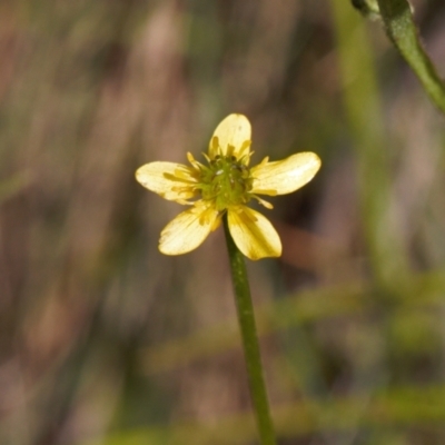 Ranunculus pimpinellifolius (Bog Buttercup) at Cotter River, ACT - 27 Jan 2022 by RAllen