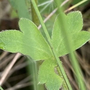 Ranunculus pimpinellifolius at Cotter River, ACT - 27 Jan 2022