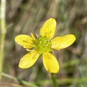 Ranunculus pimpinellifolius at Cotter River, ACT - 27 Jan 2022