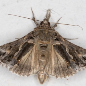 Chrysodeixis argentifera at Melba, ACT - 10 Nov 2021