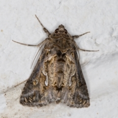 Chrysodeixis argentifera at Melba, ACT - 10 Nov 2021 12:09 AM