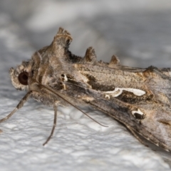 Chrysodeixis argentifera at Melba, ACT - 10 Nov 2021 12:09 AM