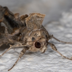 Chrysodeixis argentifera at Melba, ACT - 10 Nov 2021