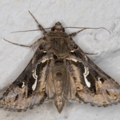 Chrysodeixis argentifera at Melba, ACT - 10 Nov 2021