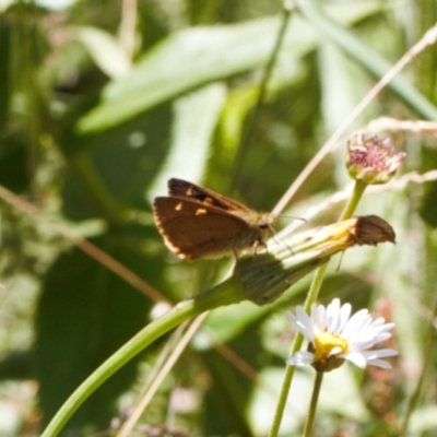 Timoconia flammeata (Bright Shield-skipper) at Cotter River, ACT - 27 Jan 2022 by RAllen