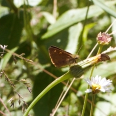 Timoconia flammeata at Cotter River, ACT - 27 Jan 2022