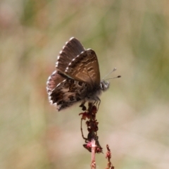 Neolucia hobartensis (Montane Heath-blue) at Cotter River, ACT - 27 Jan 2022 by RAllen