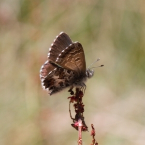 Neolucia hobartensis at Cotter River, ACT - 27 Jan 2022