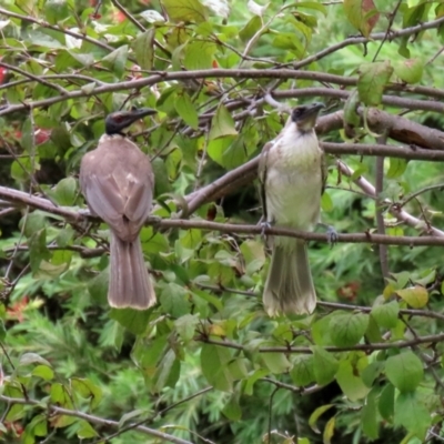 Philemon corniculatus (Noisy Friarbird) at Macarthur, ACT - 28 Jan 2022 by RodDeb