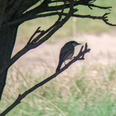 Pachycephala rufiventris (Rufous Whistler) at Mundarlo, NSW - 27 Jan 2022 by Darcy