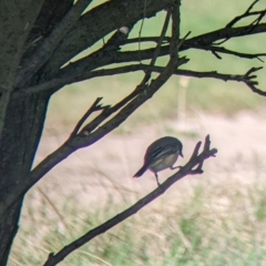 Pachycephala rufiventris at Mundarlo, NSW - suppressed