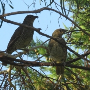 Ptilonorhynchus violaceus at Macarthur, ACT - 28 Jan 2022