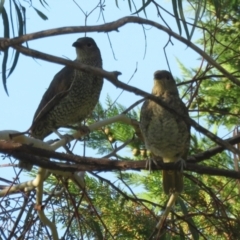 Ptilonorhynchus violaceus at Macarthur, ACT - 28 Jan 2022