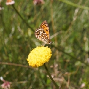 Oreixenica orichora at Cotter River, ACT - 27 Jan 2022 12:24 PM