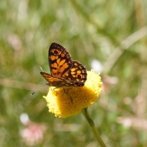 Oreixenica orichora at Cotter River, ACT - 27 Jan 2022 12:24 PM