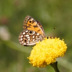 Oreixenica orichora at Cotter River, ACT - 27 Jan 2022 12:24 PM