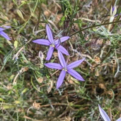 Isotoma axillaris (Australian Harebell, Showy Isotome) at Mundarlo, NSW - 27 Jan 2022 by Darcy