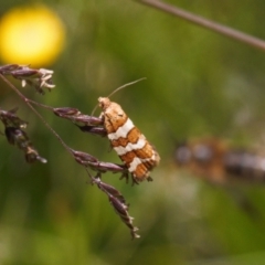 Subfurcatana subfurcatana (A Tortricid moth) at Cotter River, ACT - 27 Jan 2022 by RAllen