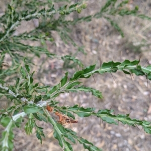 Acacia paradoxa at Mundarlo, NSW - suppressed