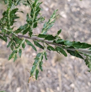 Acacia paradoxa at Mundarlo, NSW - 27 Jan 2022