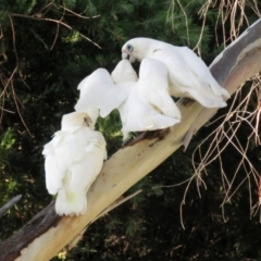 Cacatua sanguinea (Little Corella) at Macarthur, ACT - 28 Jan 2022 by RodDeb