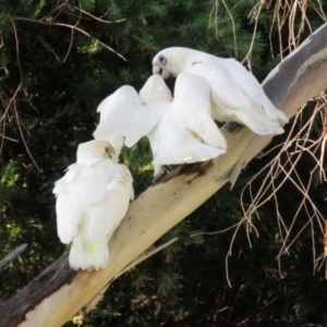 Cacatua sanguinea at Macarthur, ACT - 28 Jan 2022 06:54 PM