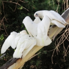 Cacatua sanguinea at Macarthur, ACT - 28 Jan 2022 06:54 PM