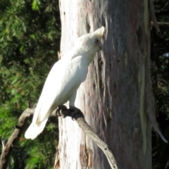 Cacatua sanguinea at Macarthur, ACT - 28 Jan 2022