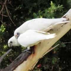 Cacatua sanguinea at Macarthur, ACT - 28 Jan 2022