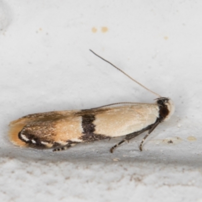 Ardozyga desmatra (A Gelechioid moth) at Melba, ACT - 9 Nov 2021 by kasiaaus