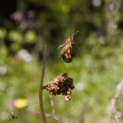 Heteronympha cordace (Bright-eyed Brown) at Cotter River, ACT - 27 Jan 2022 by RAllen