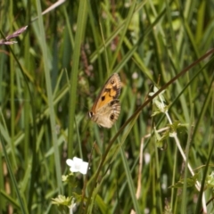 Heteronympha cordace at Cotter River, ACT - 27 Jan 2022