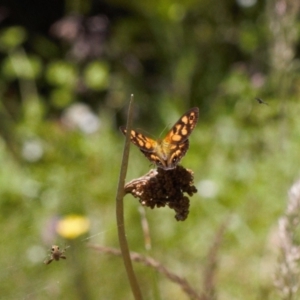 Heteronympha cordace at Cotter River, ACT - 27 Jan 2022