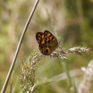 Heteronympha cordace at Cotter River, ACT - 27 Jan 2022